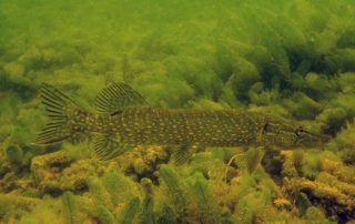 Ludwigsfelder Badesee